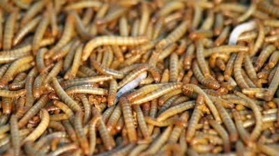 250 Live Mealworms LARGE - Free Ship!