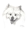 Original Samoyed hand drawing