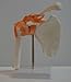 Cranstein A-332 Shoulder Joint Model - Anatomy, Skeleton