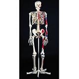 Nasco Advanced Skeleton W/ Muscles