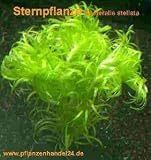 1 Bund Sternpflanze, Eusteralis stellata, Aquarium