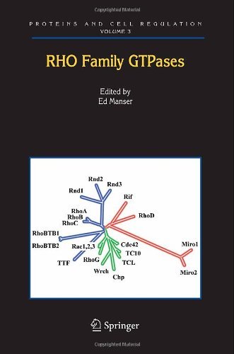 Rho Family GTPases: 3 (Proteins and Cell Regulation)