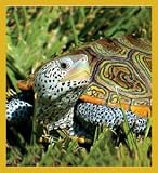 Centrata Diamondback Terrapin Bookmark