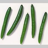 国産 きゅうり キュウリ 胡瓜 1箱5kg