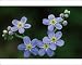 Photographic Prints of ME-1248 Water forget-me-not - flowers from Ardea Wildlife Pets