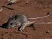 Timid Nocturnal Spinifex Hopping Mouse Rests on a Red Sand Dune, Australia Photographic Poster Print