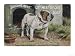 Bulldog Stands Outside His Kennel in an Advertisement for City Meat Dog Biscuits Art Giclee Poster Print, 56x42