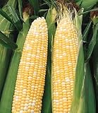 Silver n &acute; Gold Bicolor Corn 70 Seeds - GARDEN FRESH PACK ! - B001J2CF1A