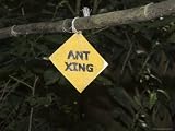 Sign So You Don't Step on a Stream of Leaf Cutter Ants, Monteverde, Costa Rica, Central America Art Photographic Poster Print by R H Productions, 24x18