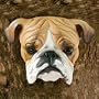 Wood mask, 'Worried Bulldog'