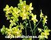 Phal. New Wave 'Spring Meadow' Image