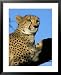 Captive Cheetah (Acinonyx Jubatus) in a Tree, Namibia, Africa Animals Framed Art Poster Print by Steve & Ann Toon, 25x31