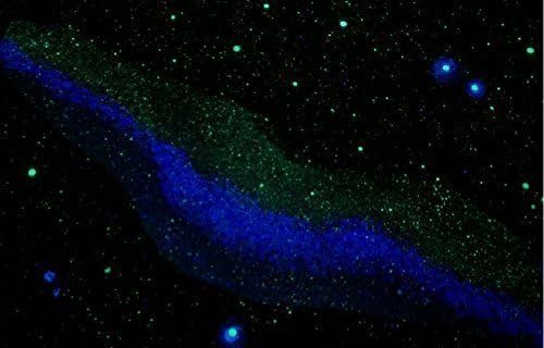 DECAL: "Milky Way" Glow in the Dark Peel and Stick 36" - Add On to your night sky mural