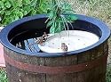 Bird Bath Raft 14-1/4" dia x 1-1/4" high