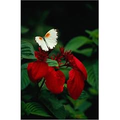 Poster 70 x 110 cm - "A white butterfly with orange markings sits on red flower at Masai Mara National Park" von Lee Foster / Lonely Planet Images - auch in anderen Gr��en und als Leinwandbild erh�ltlich