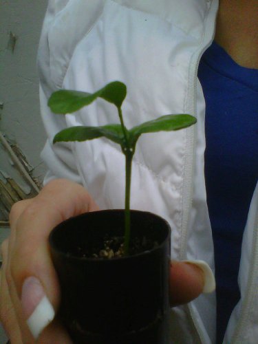 TreesAgain Lot of 3 Honey Tangerine Tree - Citrus reticulata 'Murcott' - starter plugs