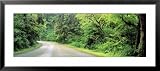 Road, Rockport State Park, Washington State, USA Framed Art Poster Print by Panoramic Images, 43x19
