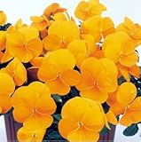 パンジービオラよく咲くスミレ「パイナップル」２４株セット※お届け地域によっては別途差額送料が発生する場合が有ります。