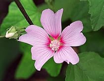 8 Lavatera thuringiaca Barnsley Perennial Plants -SALE*