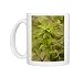 Photo Mugs of Hornbeam in fruit, showing large bracts from Ardea Wildlife Pets