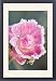 Framed Prints of FEU-553 Miniature Pink Rose Flowers - frosted from Ardea Wildlife Pets