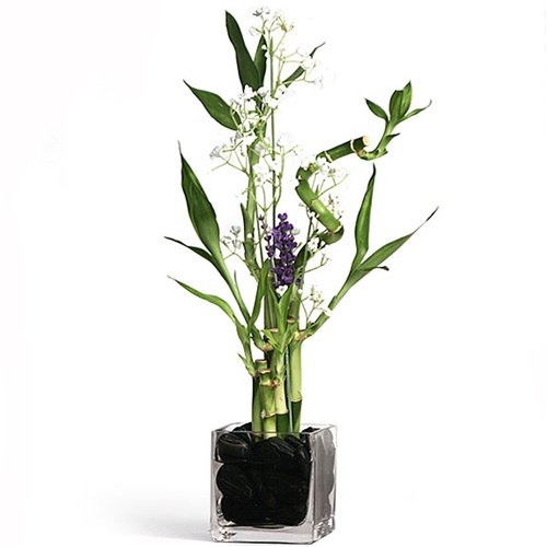 Eastern Leaf Lavendar Lucky Bamboo