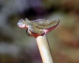 Hand Carved and Painted Wood Turtle Walking Stick Cane
