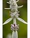 Photographic Prints of Lambs ear from Ardea Wildlife Pets