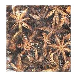Star Herb