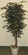6' EXTRA FULL Ficus Tree
