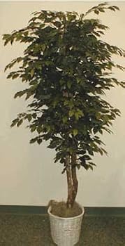 6' EXTRA FULL Ficus Tree