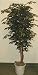 6 EXTRA FULL Ficus Tree