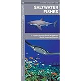 saltwater fishes a folding pocket guide to familiar north american species pocket naturalist guide series