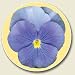 Purple PANSY pansies floral Auto Coaster, Single Coaster for Your Car cup holder