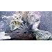 3D Aquarium [Blu-ray 3D]