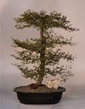 Bonsai Boy's Dwarf Black Olive<br><i>(bucida spinosa)</i>