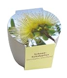 Produkt-Bild: Exotic-Pflanzset Schnee-Eukalyptus