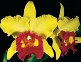 Blc Hsinying Toki 'Newberry' x Blc Williette Wong 'The Best' AM/AOS