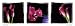 Ilona Wellmann - Calla- Lilien Collection I Poster Kunstdruck (95 x 33cm) von Calla - alle Infos