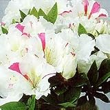 �����쥢�����󥷥󥰥��Ρ�3ǯ��5��ȭ����