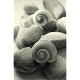 Poster 20 x 30 cm - "Escargots de nature" von Tanja Riedel - auch in anderen Gr��en und als Leinwandbild erh�ltlichvon "POSTERLOUNGE"