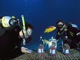 Two Scientists Study How Global Warming Alters Coral Photographic Poster Print by Brian J. Skerry, 16x12