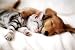 Cuddles (Sleeping Puppy and Kitten) Art Poster Print - 24x36 Cuddles (Sleeping Puppy and Kitten) Art Poster Print - 24x36