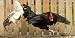 Cock Fight - 18"W x 9"H - Peel and Stick Wall Decal by Wallmonkeys