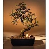 M&M BONSAI IMPORTED SMALL LEAF CHINESE ELM BONSAI TREE