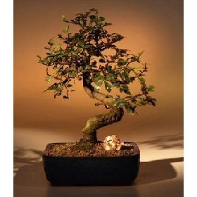 M&M BONSAI IMPORTED SMALL LEAF CHINESE ELM BONSAI TREE