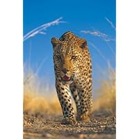 African Leopard (Walking) Framed Art Poster Print