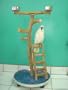 Large Playgym with Ladder (23"x22"x3/4" plywood/formica base)