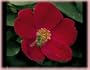 Home Run (s) (own root) (Rosa Landscape/Shrub) - Bare Root Rose