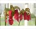 Photographic Prints of Sarracenia flower from Ros Drinkwater